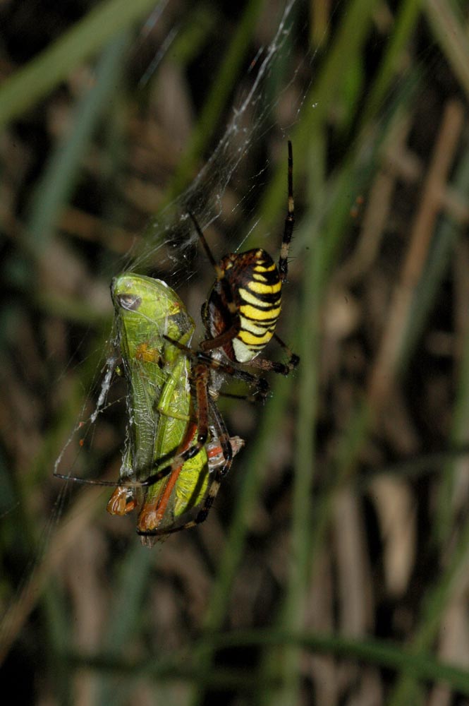 Una araa: Argiope bruennichi